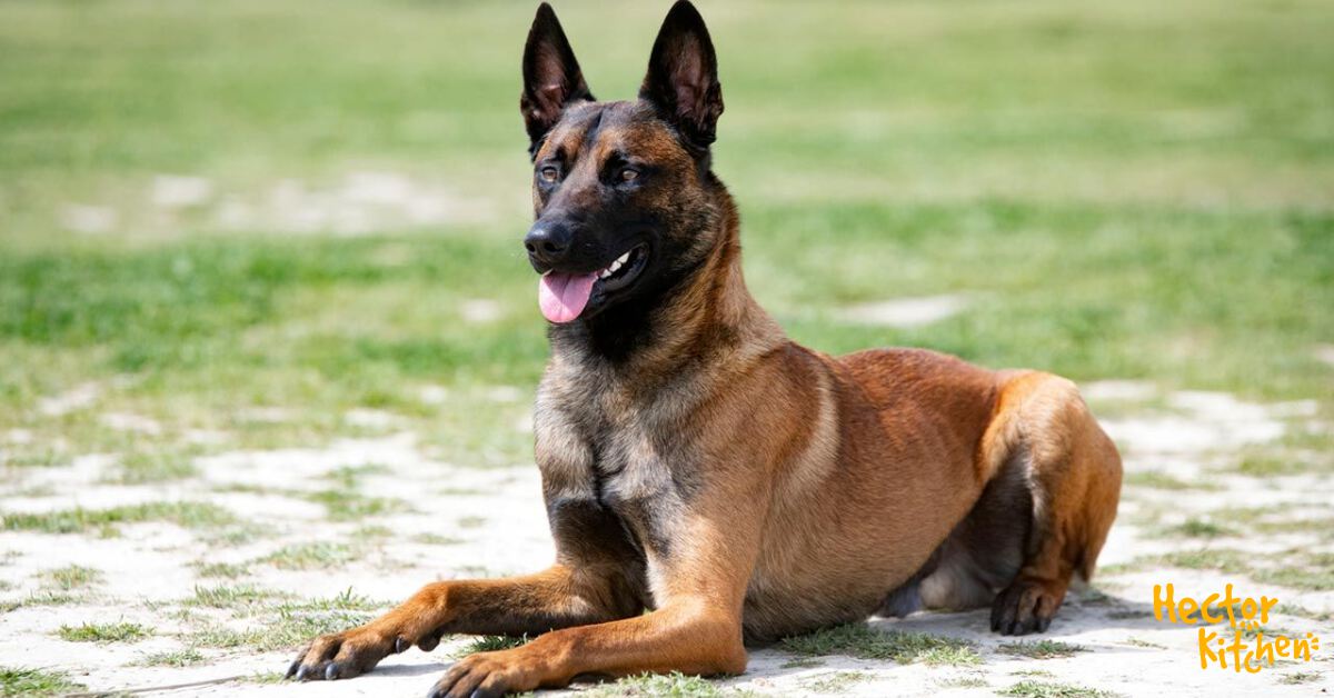 Croquettes pour Berger belge malinois
